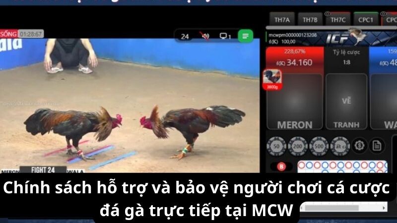 Chính sách hỗ trợ và bảo vệ người chơi cá cược đá gà trực tiếp tại MCW