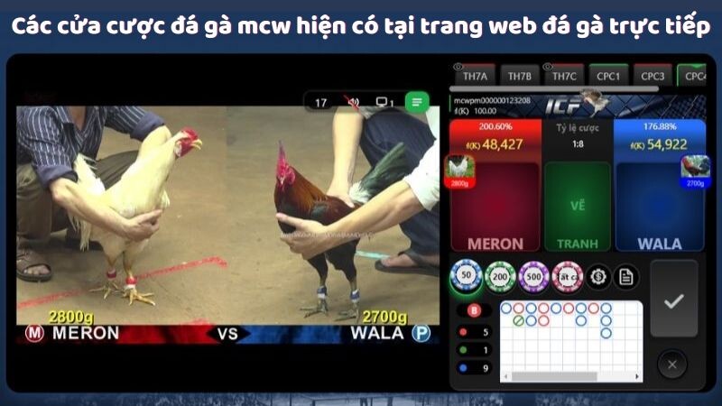 Các cửa cược đá gà mcw hiện có tại trang web đá gà trực tiếp