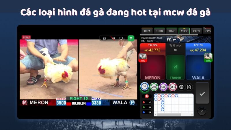 Các loại hình đá gà đang hot tại mcw đá gà