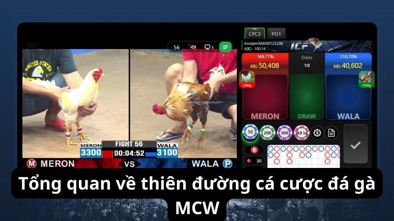 Tổng quan về thiên đường cá cược đá gà MCW