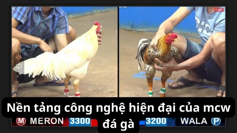 Nền tảng công nghệ hiện đại của mcw đá gà